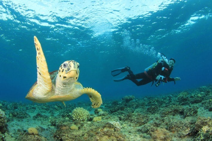 red-sea-diving-holiday-packages-hawksbill-sea-turtle-and-scuba-diver-2